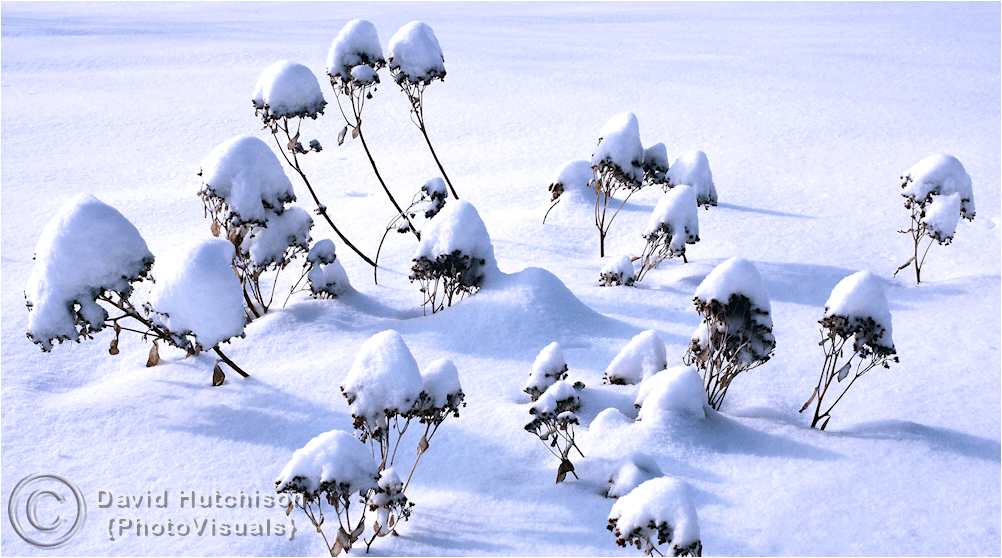 Fine Art Photograph Of Snow-Topped Plants For Sale