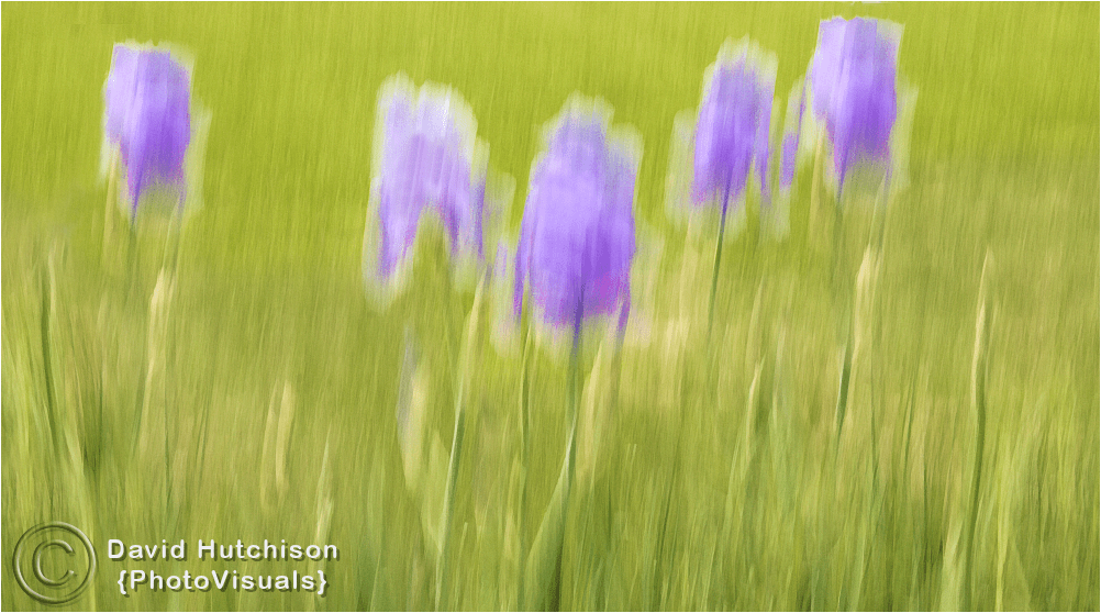 Fine Art Photograph Of Impressionistic Flowers For Sale