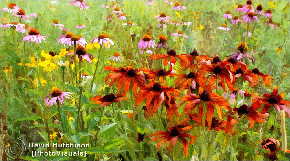 Fine Art Photograph Of Wildflowers For Sale