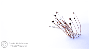 Fine Art Photograph Of Plant In Snow For Sale