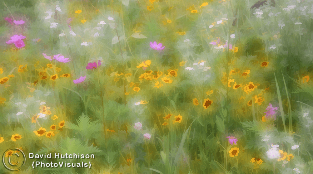 Fine Art Photograph Of Wildflowers For Sale